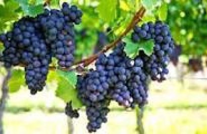 Bodega - Reventa - Bullas - La Copa