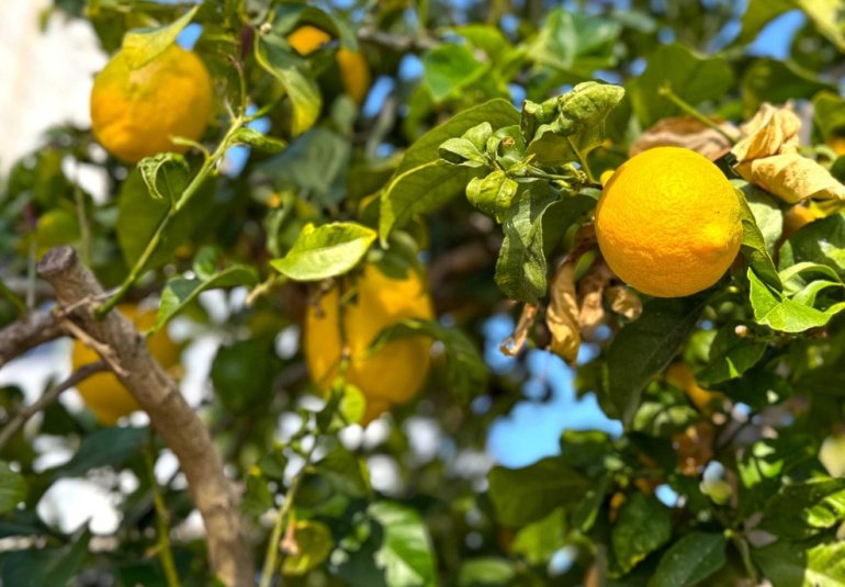 Reventa - Villa -
Orihuela Costa - Villamartín