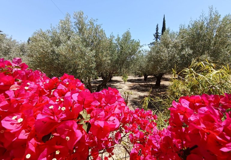 Revente - Country House -
Albatera