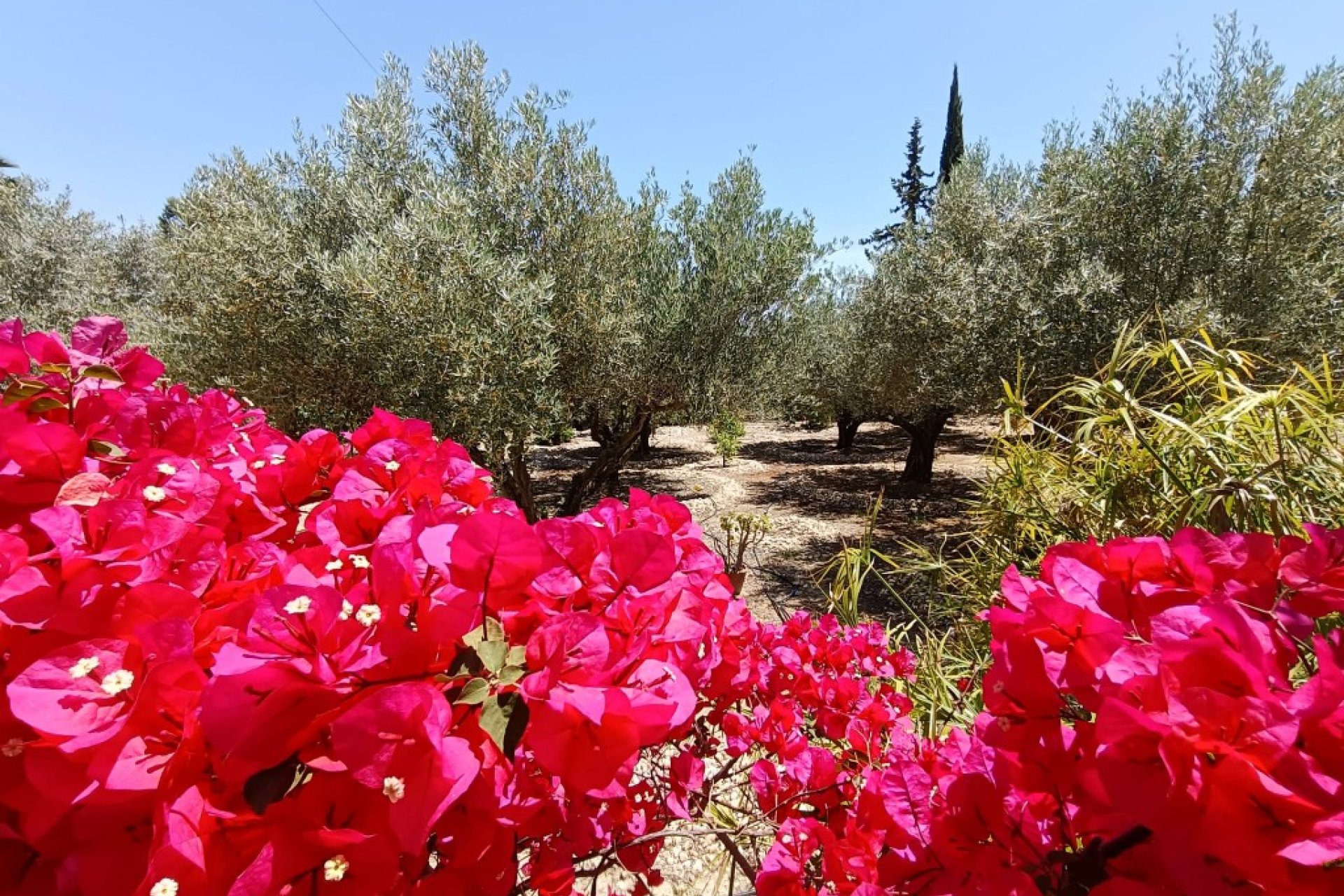 Revente - Country House -
Albatera