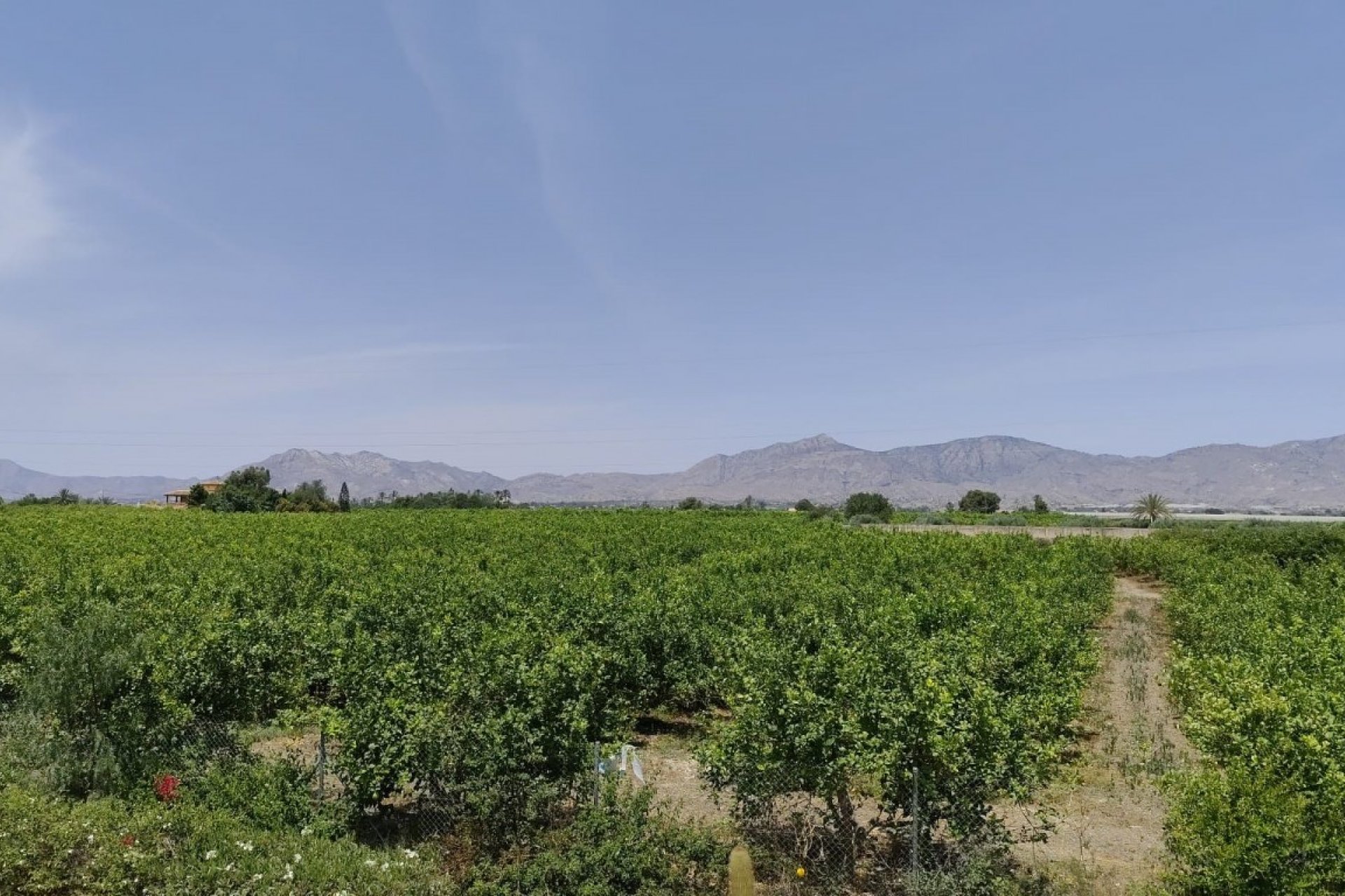 Revente - Country House -
Albatera