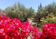 Revente - Country House -
Albatera