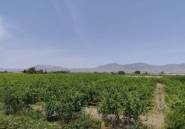 Revente - Country House -
Albatera